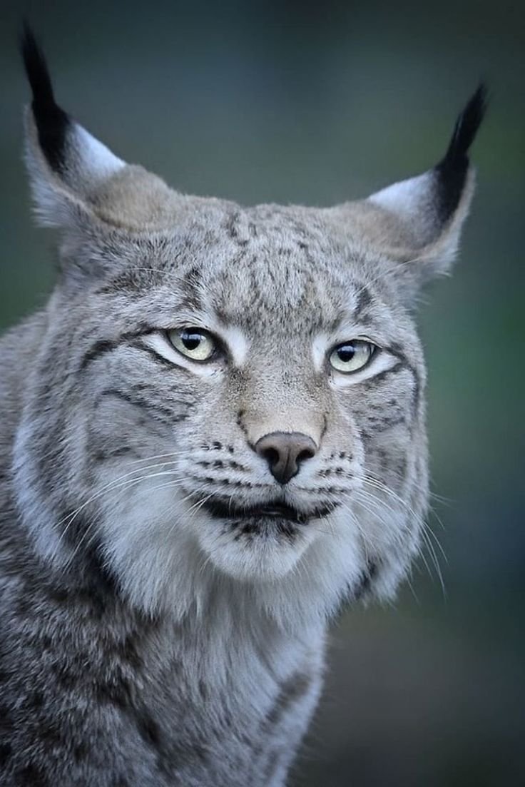 Рысь в Якутии