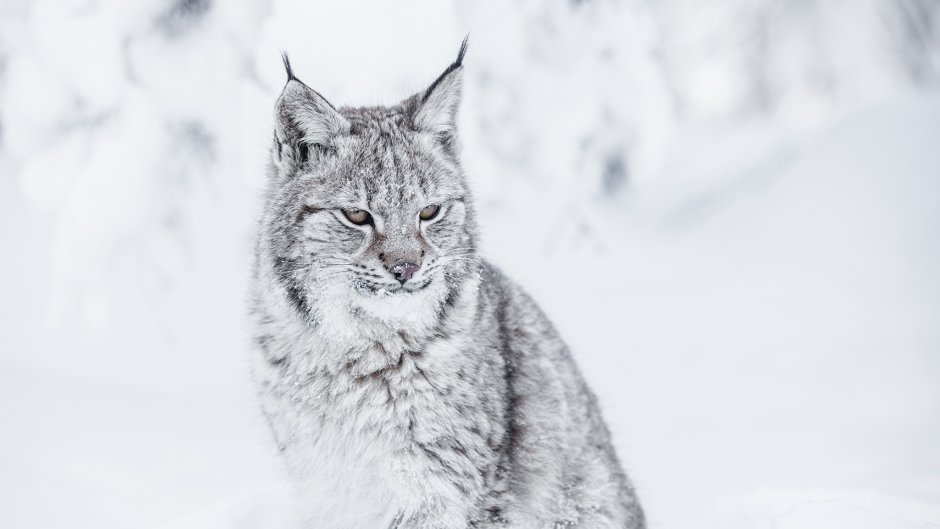 Белая Сибирская Рысь