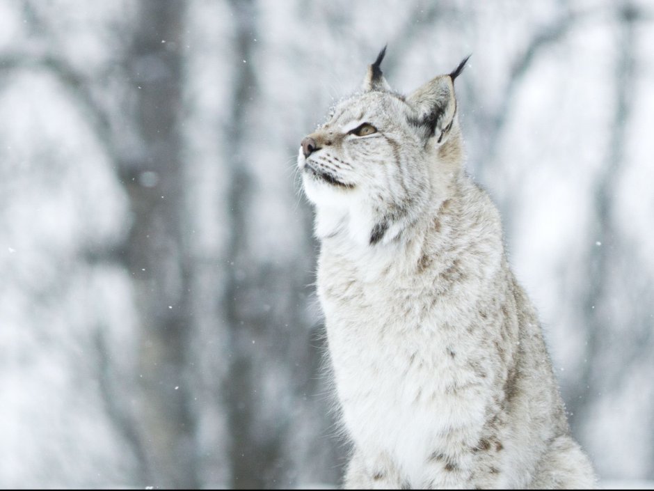 Дикая Скандинавия 2019