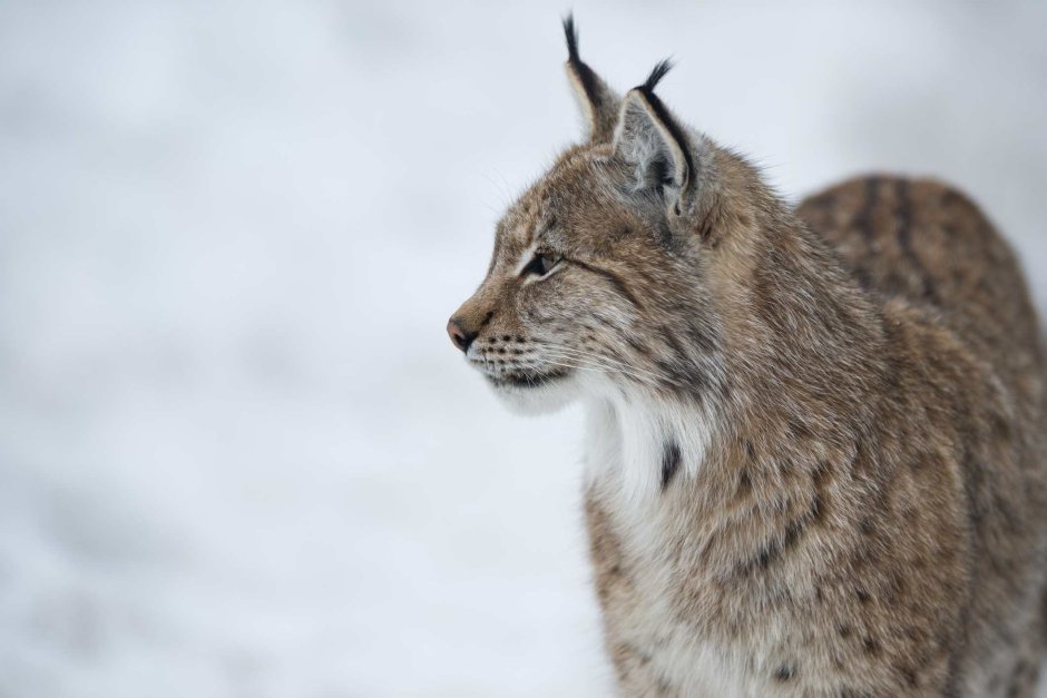Рысь Сибирская Евроазиатская