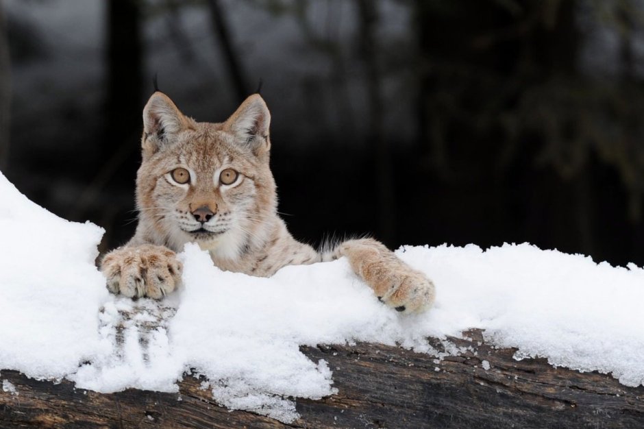 Евроазиатская Рысь серый