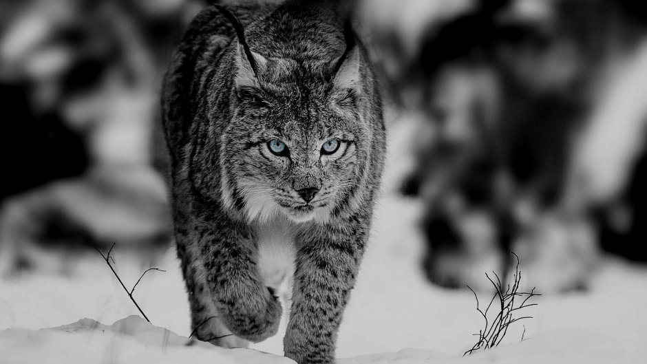 Рысь альбинос