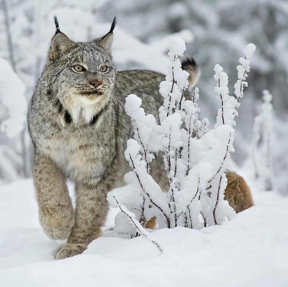 Белая Рысь альбинос
