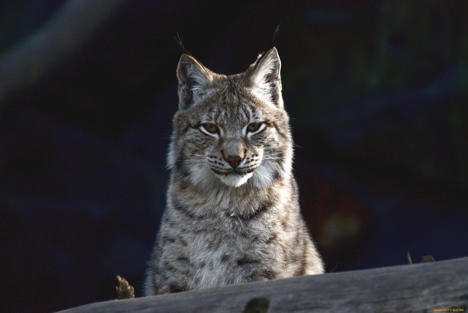 Темно серая Рысь