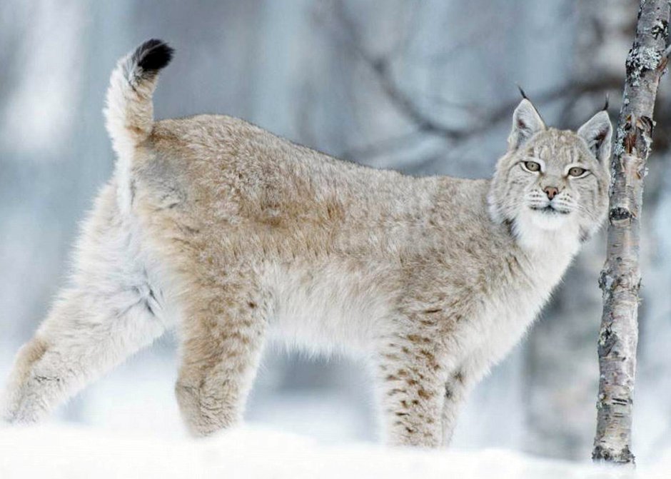 Хищные животные