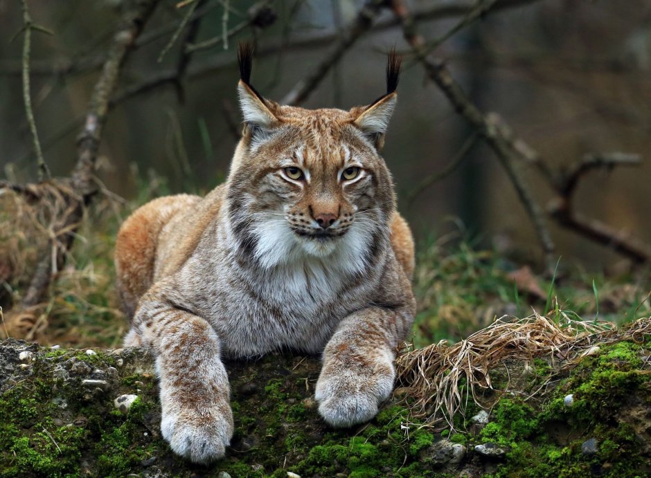 Рысьи глаза