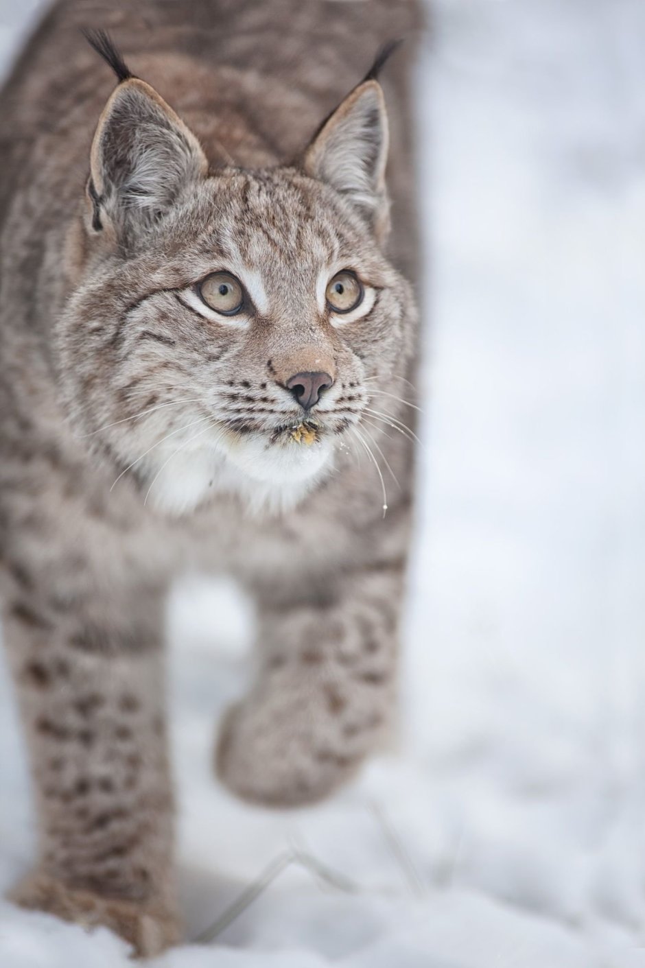 Серая канадская Рысь