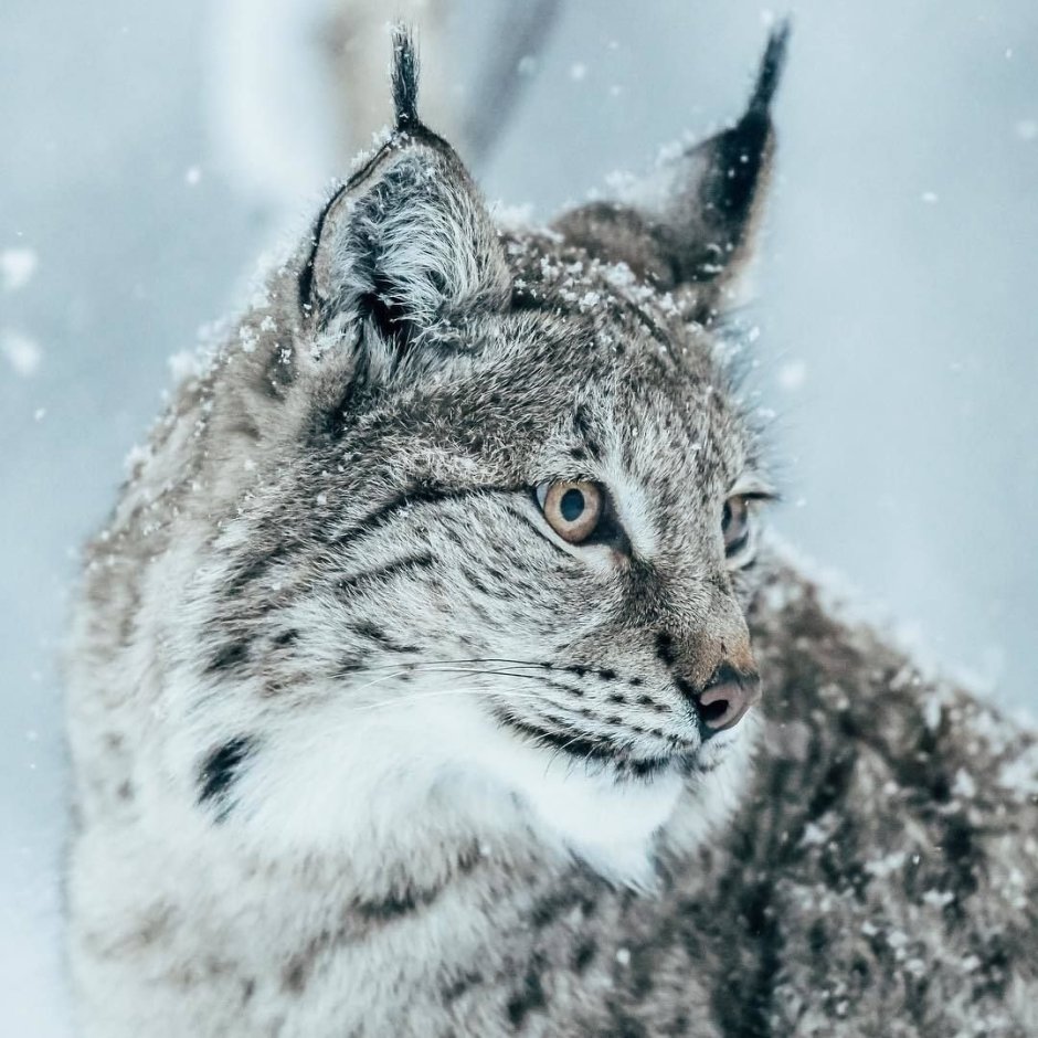 Скандинавская Рысь