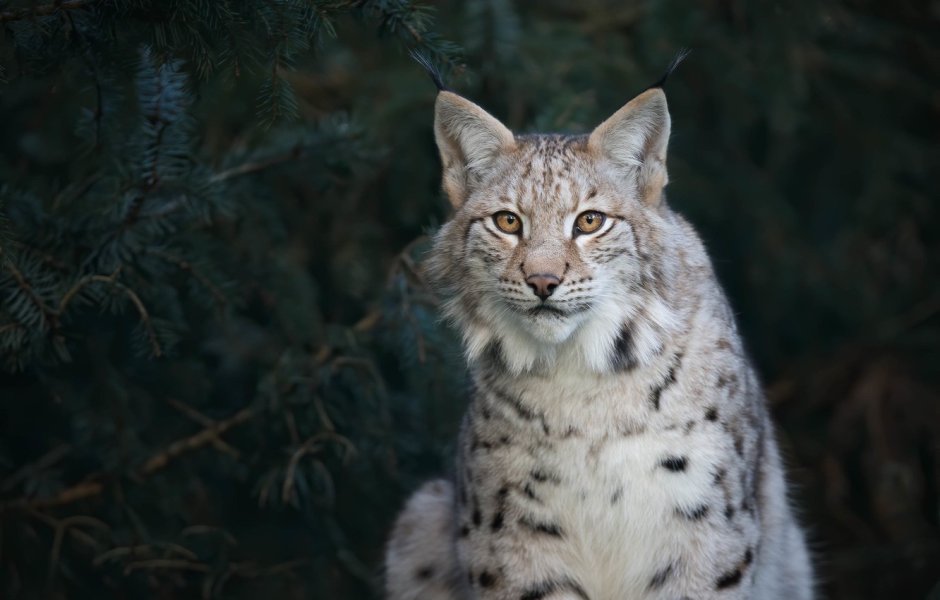 Гималайская Рысь