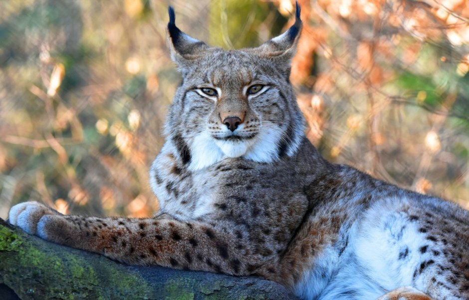 White Lynx Олег