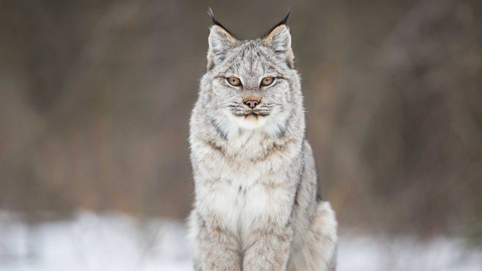White Lynx Олег