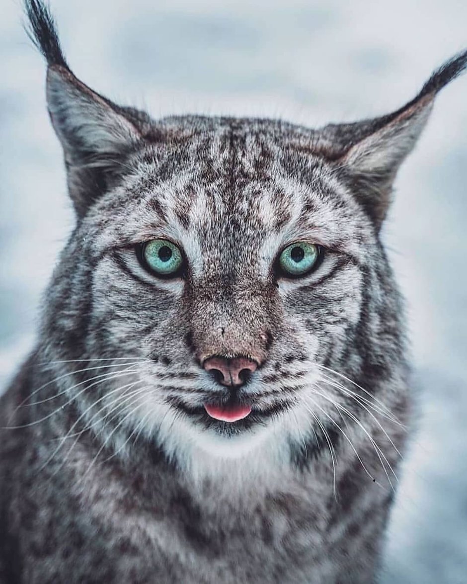 Рысь обыкновенная Lynx Lynx Linnaeus, 1758