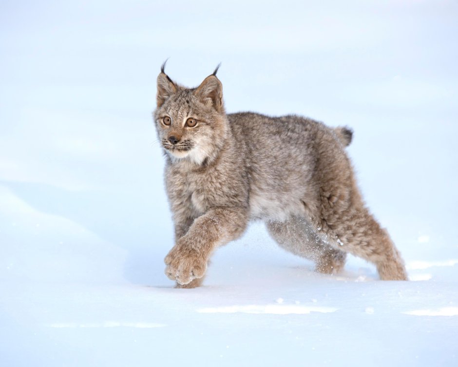 Рысь дымчатая