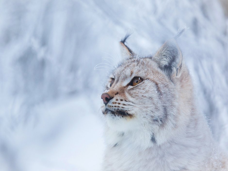 Белая Сибирская Рысь