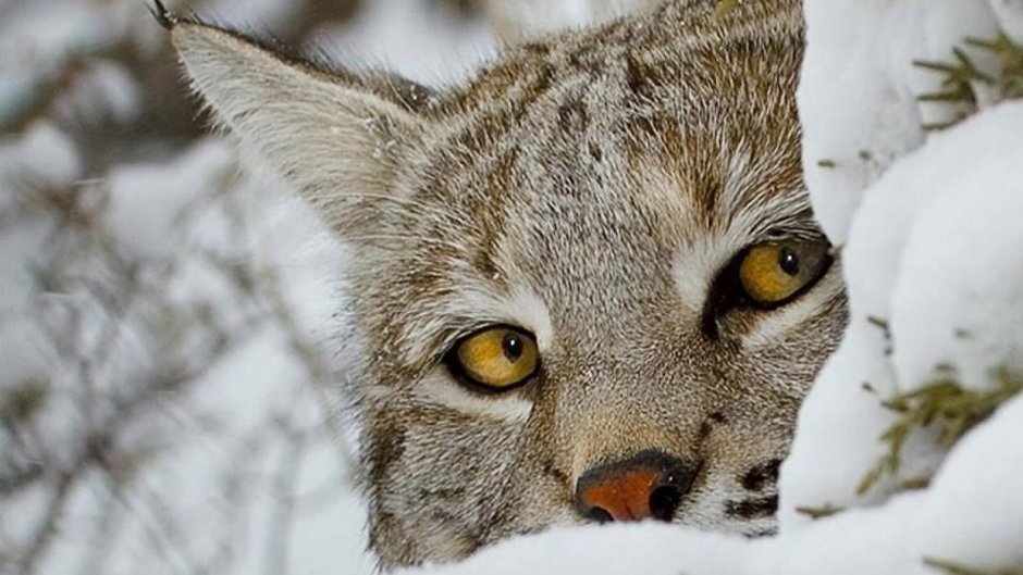 Рысь зимой в лесу