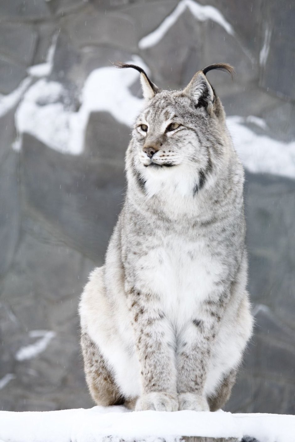 Сибирская Рысь