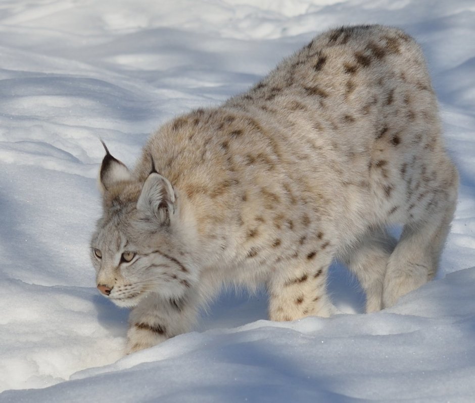 Рысь обыкновенная лапы