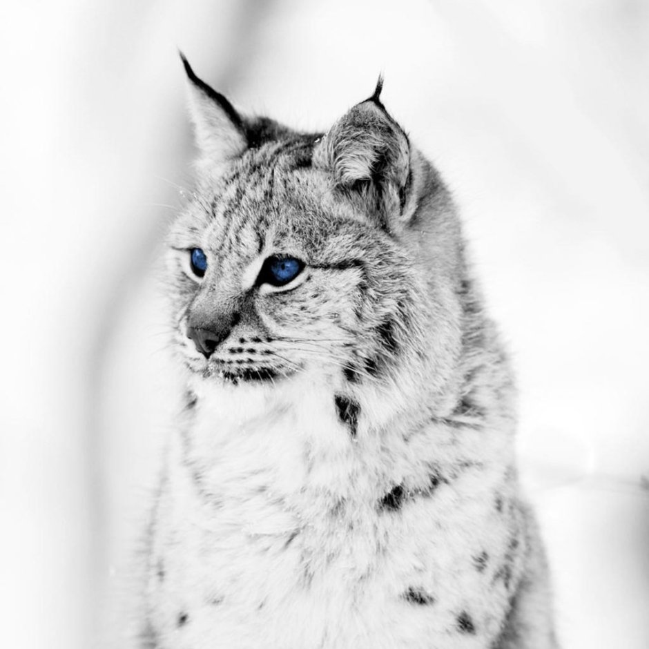 Рысь в снегу