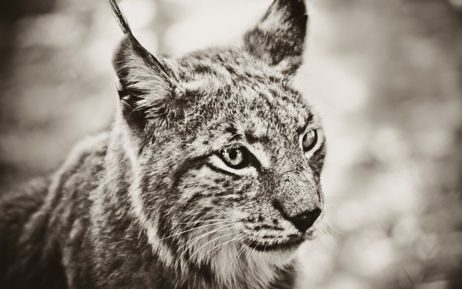 Белая Рысь альбинос