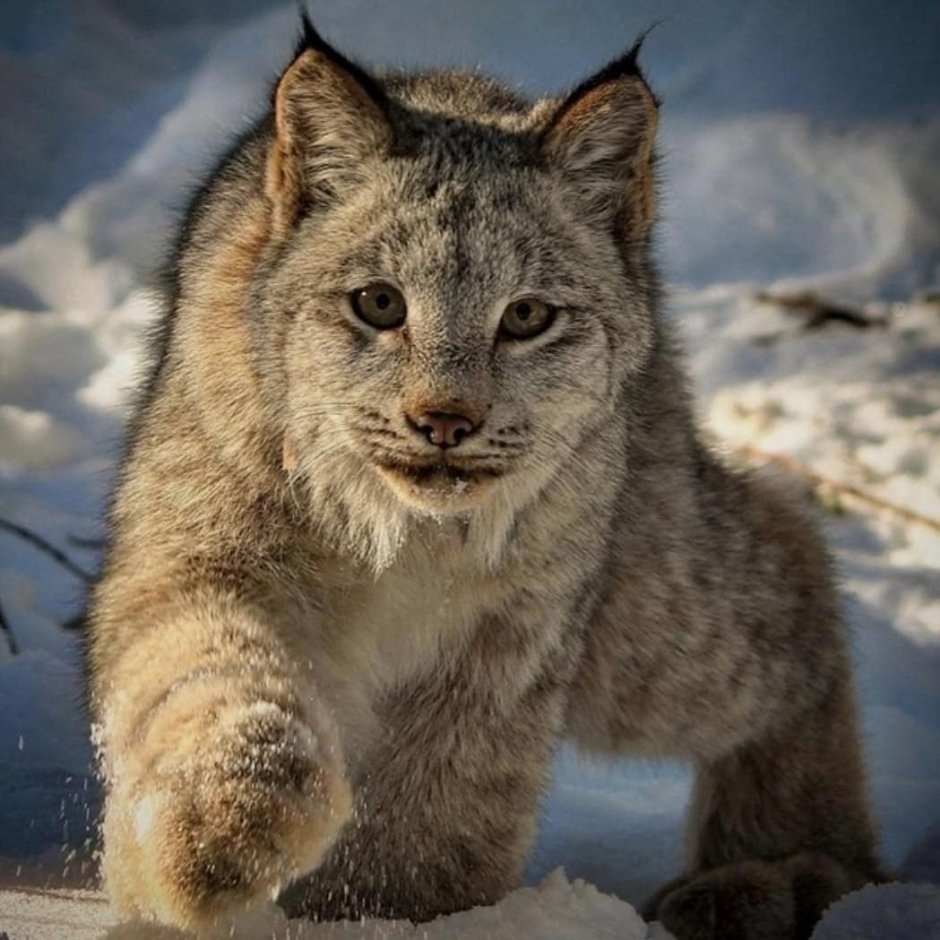 Канадская Рысь лапы