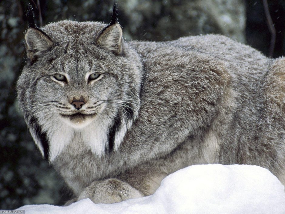 White Lynx