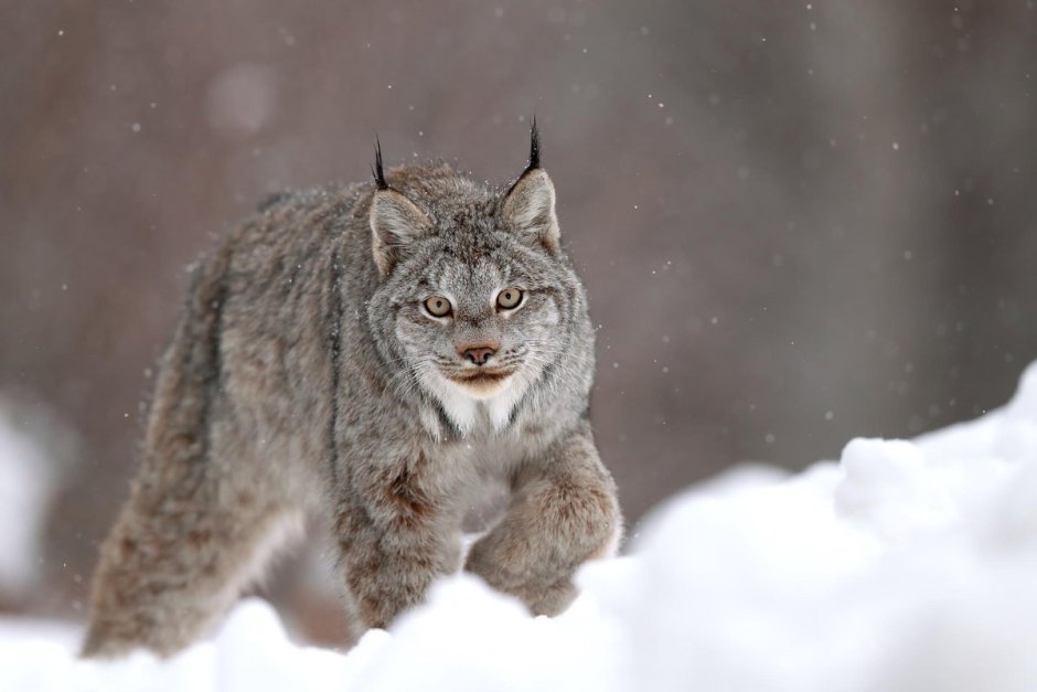 Канадская Рысь лапки
