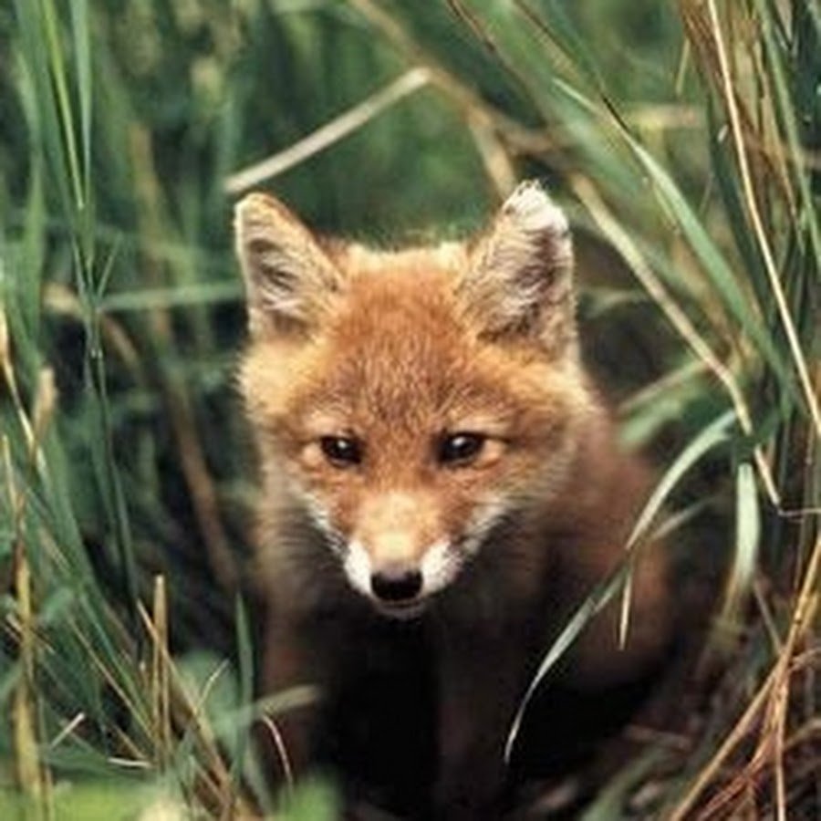 Фауна лесостепи