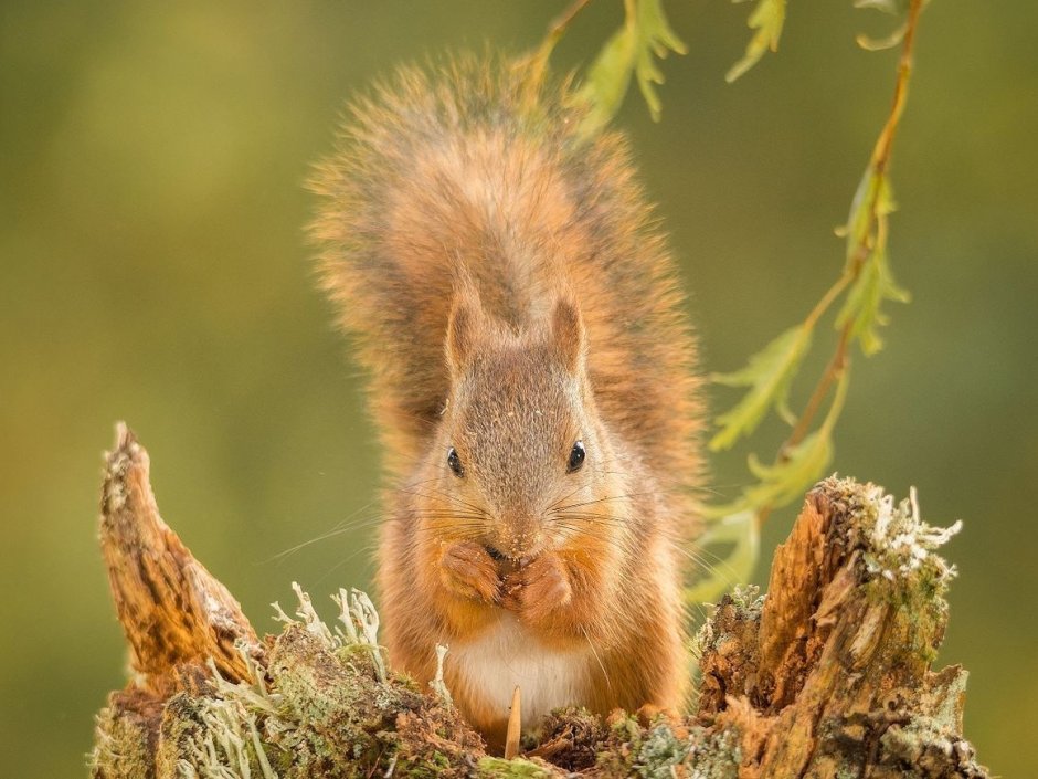 Животный мир лесостепи в России