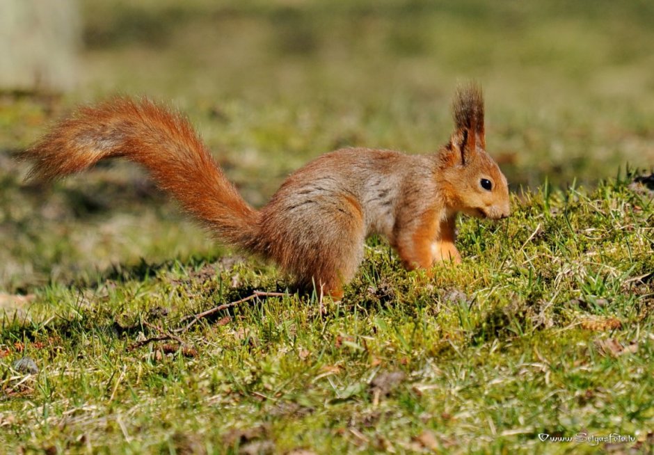 Обитатели лесостепи