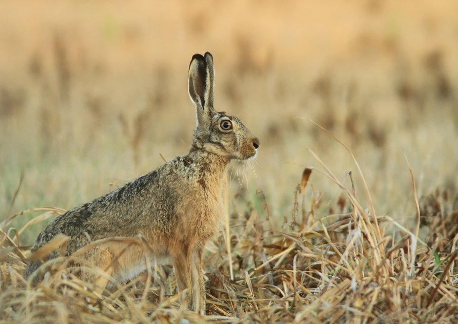 Заяц-Русак в лесостепи