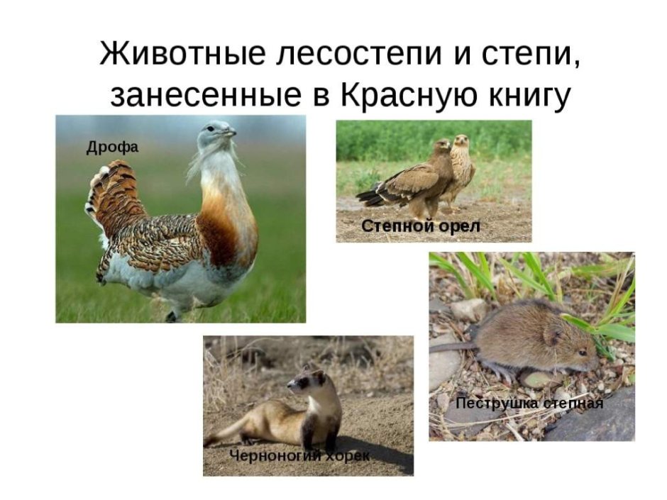 Животные лесостепи в России