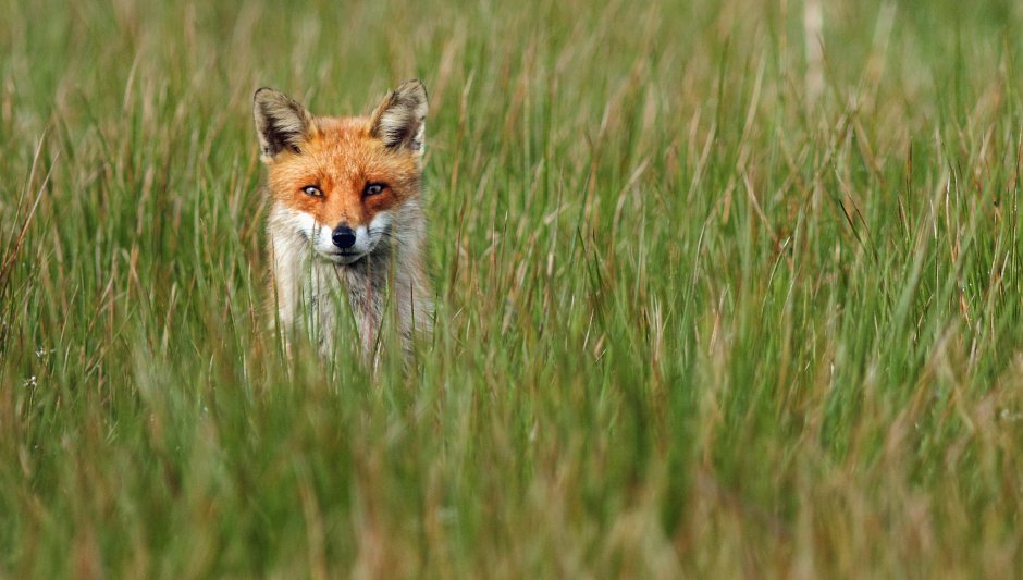 Животные российских степей