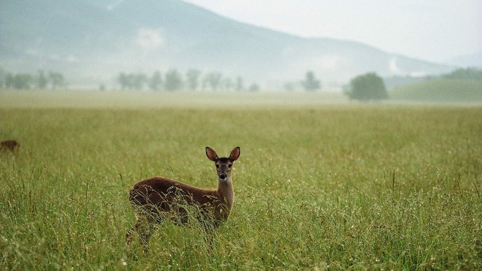 Животный мир Степной зоны