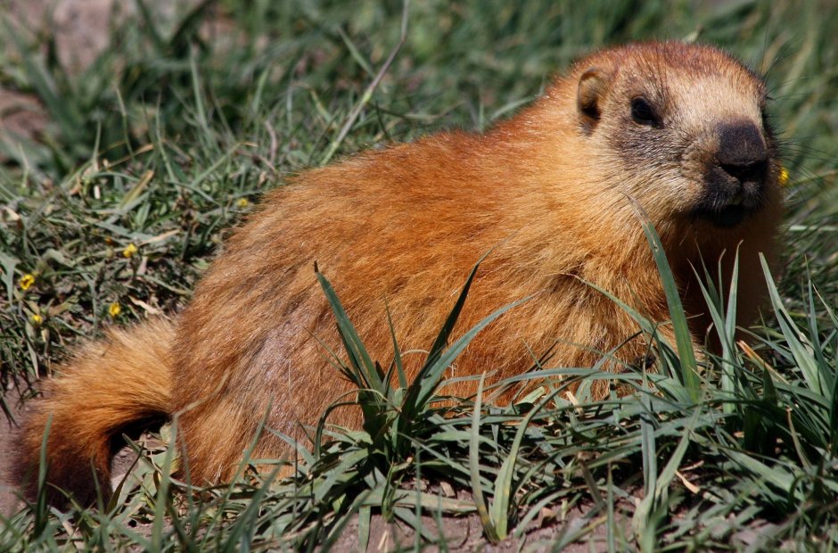 Сурок Мензбира