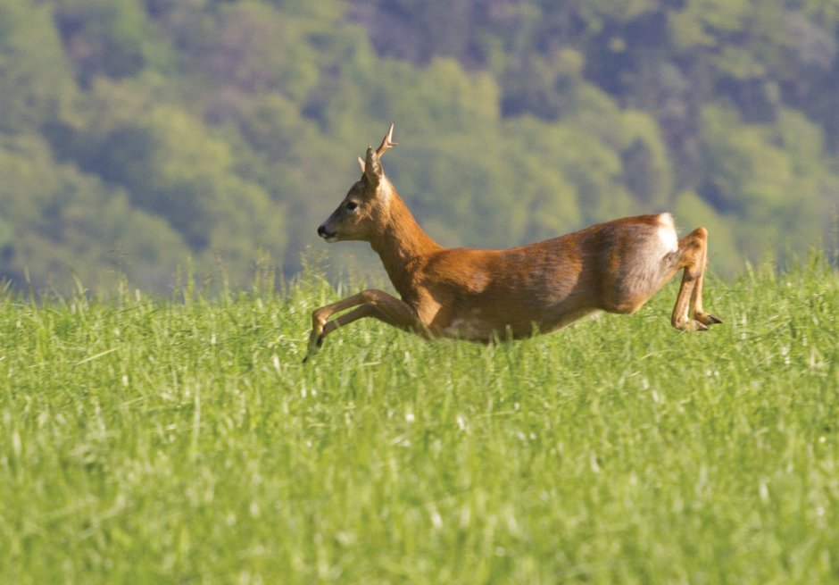 Косуля Сибирская
