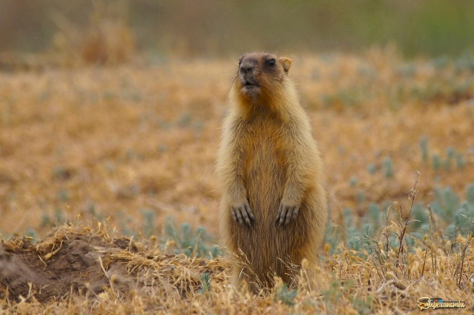 Животные степи Байбак