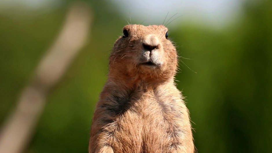 Байбак в лесостепи