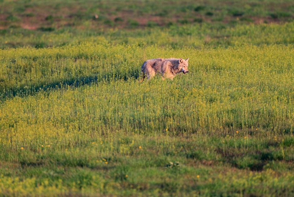 Лесостепь животные Западно-Сибирская
