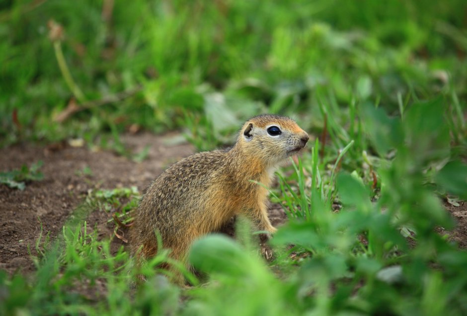 Суслики зона степей