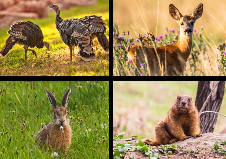 Фауна лесостепи и степи