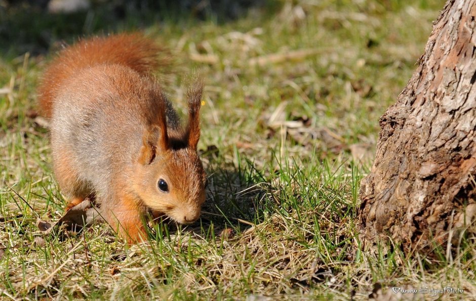 Белка в лесостепи