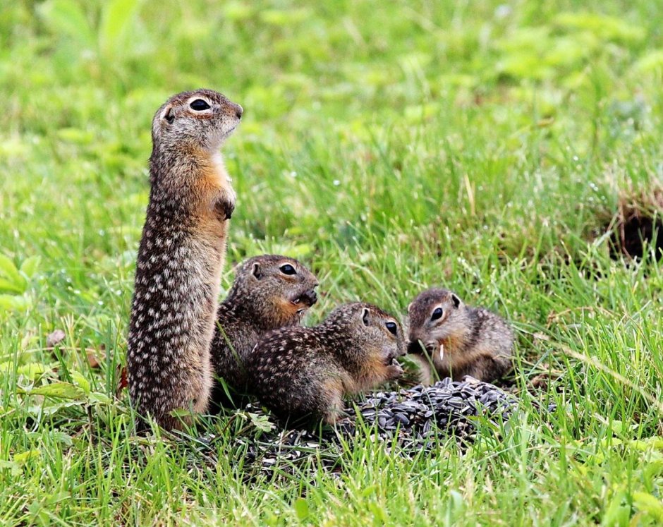 Суслик крапчатый в Белгородской области