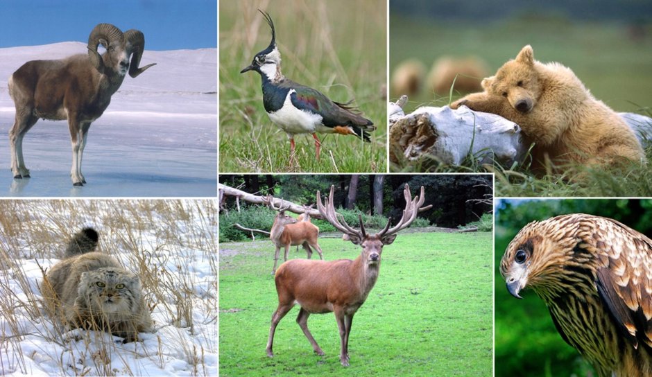 Алтайский природный заповедник животные
