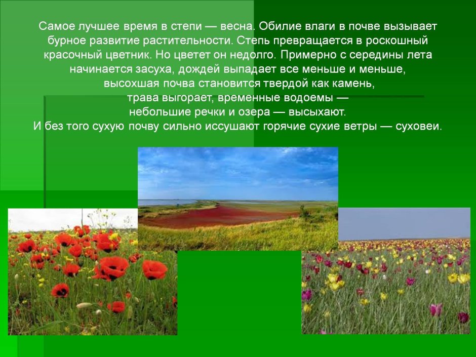Презентация на тему растения степи