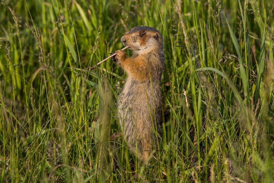Боевой суслик