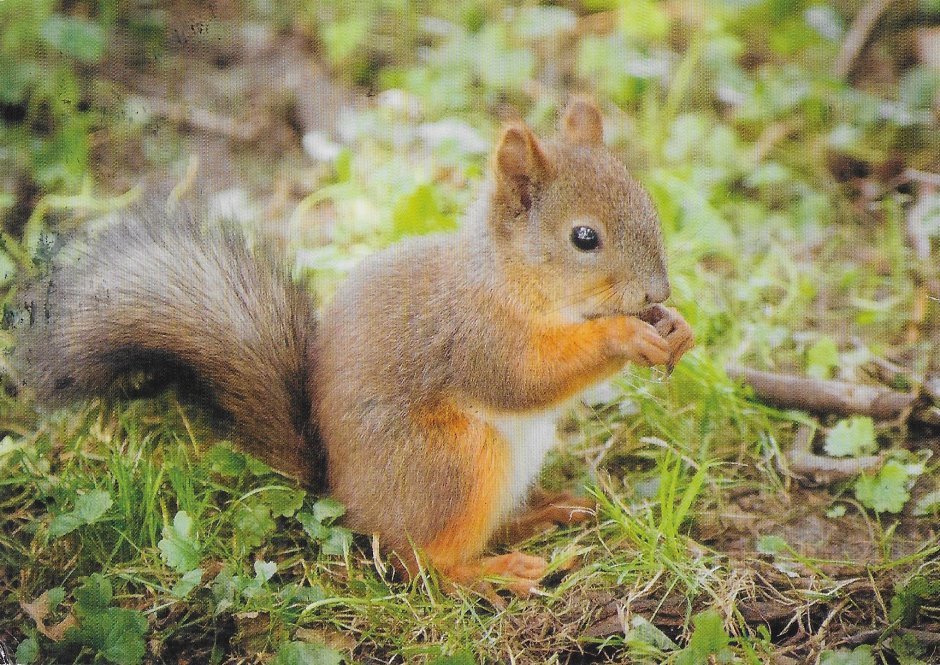 Белка на белорусском