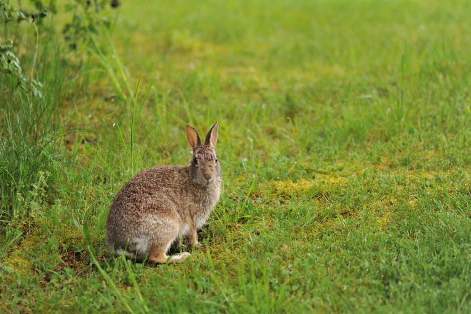 Животные лесостепи заяц Русак