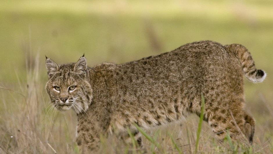 Красная Рысь Бобкэт