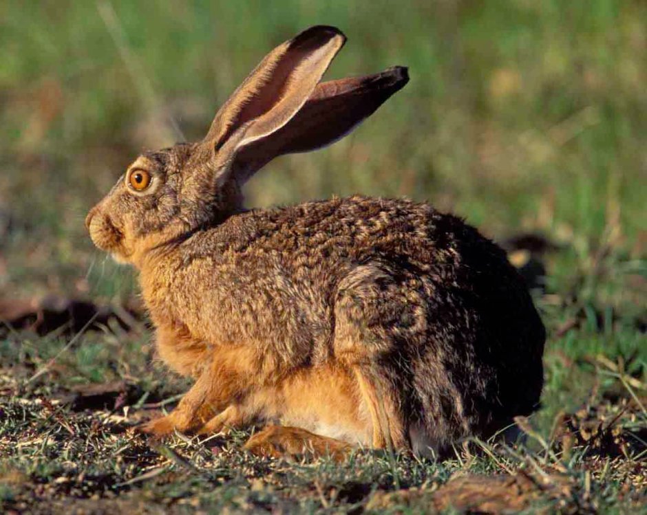 Степной заяц толай