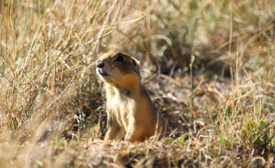 Луговая собачка, тушканчик,
